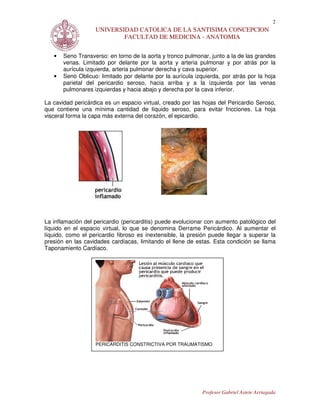 2
                   UNIVERSIDAD CATOLICA DE LA SANTISIMA CONCEPCION
                           FACULTAD DE MEDICINA - ANATOMIA


   •   Seno Transverso: en torno de la aorta y tronco pulmonar, junto a la de las grandes
       venas. Limitado por delante por la aorta y arteria pulmonar y por atrás por la
       aurícula izquierda, arteria pulmonar derecha y cava superior.
   •   Seno Oblicuo: limitado por delante por la aurícula izquierda, por atrás por la hoja
       parietal del pericardio seroso, hacia arriba y a la izquierda por las venas
       pulmonares izquierdas y hacia abajo y derecha por la cava inferior.

La cavidad pericárdica es un espacio virtual, creado por las hojas del Pericardio Seroso,
que contiene una mínima cantidad de líquido seroso, para evitar fricciones. La hoja
visceral forma la capa más externa del corazón, el epicardio.




La inflamación del pericardio (pericarditis) puede evolucionar con aumento patológico del
líquido en el espacio virtual, lo que se denomina Derrame Pericárdico. Al aumentar el
líquido, como el pericardio fibroso es inextensible, la presión puede llegar a superar la
presión en las cavidades cardíacas, limitando el llene de estas. Esta condición se llama
Taponamiento Cardíaco.




                   PERICARDITIS CONSTRICTIVA POR TRAUMATISMO




                                                             Profesor Gabriel Astete Arriagada
 