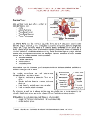 3
                          UNIVERSIDAD CATOLICA DE LA SANTISIMA CONCEPCION
                                  FACULTAD DE MEDICINA - ANATOMIA




Grandes Vasos

Los grandes vasos que salen o entran al
saco pericárdico son:
   • Aorta
   • Arteria Pulmonar
   • Vena Cava Inferior
   • Vena Cava Superior
   • Venas Pulmonares



La Arteria Aorta nace del ventrículo izquierdo, detrás de la 2ª articulación esternocostal
derecha (ángulo esternal), y tiene un trayecto hacia arriba e izquierda, con una longitud de
unos 5 cm. Luego se inclina hacia la 3ª vértebra dorsal, formando así el Cayado de la
Aorta. Desde ahí (2ª articulación esternocostal izquierda) desciende al lado izquierdo de la
columna vertebral, hasta la 8ª vértebra dorsal y desde entonces sigue a lo largo de línea
media, para pasar por el hiato aortico del diafragma. Termina a nivel de la cuarta vértebra
lumbar. Así, se pueden describir cuatro porciones:
    • Aorta ascendente.
    • Cayado de la Aorta.
    • Aorta Torácica.
    • Aorta Abdominal

Para Testut6 son tres porciones, por que la denominación “aorta ascendente” se incluye o
fusiona con Cayado de la Aorta.

La porción ascendente es casi enteramente
intrapericárdica, y se relaciona con:
    • Delante: pericardio y esternón (Timo en el
        niño).
    • Detrás: aurícula derecha y arteria pulmonar
        derecha.
    • Lado derecho: apéndice auricular derecho.
    • Lado izquierdo: arteria pulmonar

Su origen es a partir de la válvula aortica, que se estudiará en el tema respectivo de
corazón. Las únicas ramas que emite esta porción son las dos arterias coronarias.

El Cayado de la Aorta es extra pericárdico y se relaciona con:
    • Abajo: Nervio recurrente izquierdo y bronquio izquierdo.
    • Arriba: su tres ramas



6
    Testut L, Testut A (1981): Compendio de Anatomia Descriptiva. Barcelona. Salvat. Pág. 265-67.


                                                                           Profesor Gabriel Astete Arriagada
 