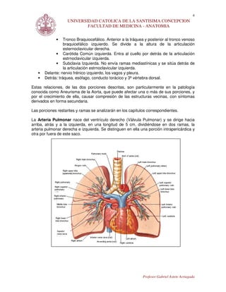 4
                   UNIVERSIDAD CATOLICA DE LA SANTISIMA CONCEPCION
                           FACULTAD DE MEDICINA - ANATOMIA


             •    Tronco Braquiocefálico. Anterior a la tráquea y posterior al tronco venoso
                  braquicefálico izquierdo. Se divide a la altura de la articulación
                  esternoclavicular derecha.
             • Carótida Común izquierda. Entra al cuello por detrás de la articulación
                  estrnoclavicular izquierda.
             • Subclavia Izquierda. No envía ramas mediastínicas y se sitúa detrás de
                  la articulación estrnoclavicular izquierda.
   •   Delante: nervio frénico izquierdo, los vagos y pleura.
   •   Detrás: tráquea, esófago, conducto torácico y 3ª vértebra dorsal.

Estas relaciones, de las dos porciones descritas, son particularmente en la patología
conocida como Aneurisma de la Aorta, que puede afectar una o más de sus porciones, y
por el crecimiento de ella, causar compresión de las estructuras vecinas, con síntomas
derivados en forma secundaria.

Las porciones restantes y ramas se analizarán en los capítulos correspondientes.

La Arteria Pulmonar nace del ventrículo derecho (Válvula Pulmonar) y se dirige hacia
arriba, atrás y a la izquierda, en una longitud de 5 cm, dividiéndose en dos ramas, la
arteria pulmonar derecha e izquierda. Se distinguen en ella una porción intrapericárdica y
otra por fuera de este saco.




                                                              Profesor Gabriel Astete Arriagada
 