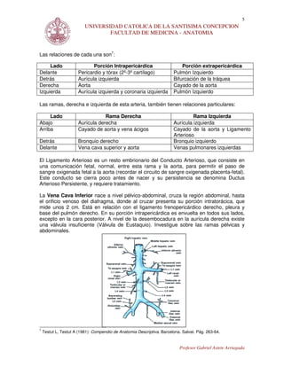 5
                          UNIVERSIDAD CATOLICA DE LA SANTISIMA CONCEPCION
                                  FACULTAD DE MEDICINA - ANATOMIA


Las relaciones de cada una son7:

     Lado                    Porción Intrapericárdica                       Porción extrapericárdica
Delante               Pericardio y tórax (2º-3º cartílago)              Pulmón Izquierdo
Detrás                Aurícula izquierda                                Bifurcación de la tráquea
Derecha               Aorta                                             Cayado de la aorta
Izquierda             Aurícula izquierda y coronaria izquierda          Pulmón Izquierdo

Las ramas, derecha e izquierda de esta arteria, también tienen relaciones particulares:

     Lado                         Rama Derecha                                   Rama Izquierda
Abajo                 Aurícula derecha                                  Aurícula izquierda
Arriba                Cayado de aorta y vena ácigos                     Cayado de la aorta y Ligamento
                                                                        Arterioso
Detrás                Bronquio derecho                                  Bronquio izquierdo
Delante               Vena cava superior y aorta                        Venas pulmonares izquierdas

El Ligamento Arterioso es un resto embrionario del Conducto Arterioso, que consiste en
una comunicación fetal, normal, entre esta rama y la aorta, para permitir el paso de
sangre oxigenada fetal a la aorta (recordar el circuito de sangre oxigenada placenta-fetal).
Este conducto se cierra poco antes de nacer y su persistencia se denomina Ductus
Arterioso Persistente, y requiere tratamiento.

La Vena Cava Inferior nace a nivel pélvico-abdominal, cruza la región abdominal, hasta
el orificio venoso del diafragma, donde al cruzar presenta su porción intratorácica, que
mide unos 2 cm. Está en relación con el ligamento frenopericárdico derecho, pleura y
base del pulmón derecho. En su porción intrapericárdica es envuelta en todos sus lados,
excepto en la cara posterior. A nivel de la desembocadura en la aurícula derecha existe
una válvula insuficiente (Válvula de Eustaquio). Investigue sobre las ramas pélvicas y
abdominales.




7
    Testut L, Testut A (1981): Compendio de Anatomia Descriptiva. Barcelona. Salvat. Pág. 263-64.


                                                                           Profesor Gabriel Astete Arriagada
 