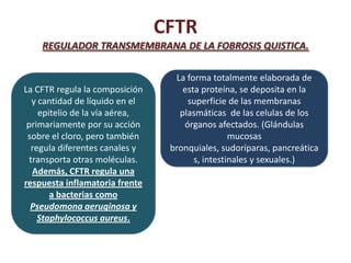 CFTR
    REGULADOR TRANSMEMBRANA DE LA FOBROSIS QUISTICA.

.                                  La forma totalmente elaborada de
La CFTR regula la composición        esta proteína, se deposita en la
   y cantidad de líquido en el        superficie de las membranas
     epitelio de la vía aérea,      plasmáticas de las celulas de los
 primariamente por su acción         órganos afectados. (Glándulas
 sobre el cloro, pero también                     mucosas
   regula diferentes canales y    bronquiales, sudoríparas, pancreática
  transporta otras moléculas.           s, intestinales y sexuales.)
   Además, CFTR regula una
respuesta inflamatoria frente
        a bacterias como
  Pseudomona aeruginosa y
     Staphylococcus aureus.
 