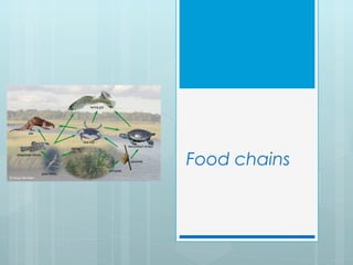 Food chains
 