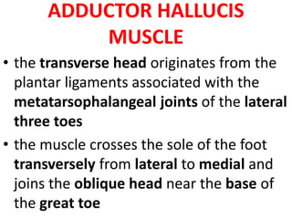ADDUCTOR HALLUCIS
MUSCLE
• the transverse head originates from the
plantar ligaments associated with the
metatarsophalangeal joints of the lateral
three toes
• the muscle crosses the sole of the foot
transversely from lateral to medial and
joins the oblique head near the base of
the great toe
 