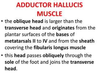 ADDUCTOR HALLUCIS
MUSCLE
• the oblique head is larger than the
transverse head and originates from the
plantar surfaces of the bases of
metatarsals II to IV and from the sheath
covering the fibularis longus muscle
• this head passes obliquely through the
sole of the foot and joins the transverse
head.
 