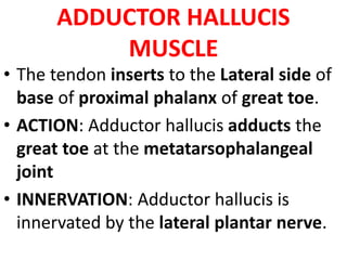 ADDUCTOR HALLUCIS
MUSCLE
• The tendon inserts to the Lateral side of
base of proximal phalanx of great toe.
• ACTION: Adductor hallucis adducts the
great toe at the metatarsophalangeal
joint
• INNERVATION: Adductor hallucis is
innervated by the lateral plantar nerve.
 