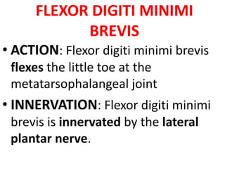 FLEXOR DIGITI MINIMI
BREVIS
• ACTION: Flexor digiti minimi brevis
flexes the little toe at the
metatarsophalangeal joint
• INNERVATION: Flexor digiti minimi
brevis is innervated by the lateral
plantar nerve.
 