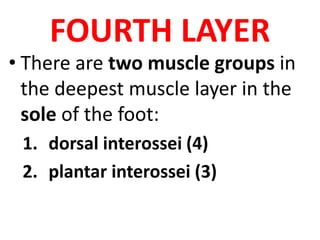 FOURTH LAYER
• There are two muscle groups in
the deepest muscle layer in the
sole of the foot:
1. dorsal interossei (4)
2. plantar interossei (3)
 