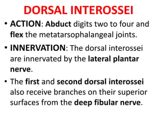 DORSAL INTEROSSEI
• ACTION: Abduct digits two to four and
flex the metatarsophalangeal joints.
• INNERVATION: The dorsal interossei
are innervated by the lateral plantar
nerve.
• The first and second dorsal interossei
also receive branches on their superior
surfaces from the deep fibular nerve.
 