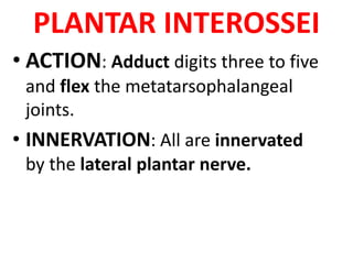 PLANTAR INTEROSSEI
• ACTION: Adduct digits three to five
and flex the metatarsophalangeal
joints.
• INNERVATION: All are innervated
by the lateral plantar nerve.
 