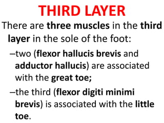 THIRD LAYER
There are three muscles in the third
layer in the sole of the foot:
–two (flexor hallucis brevis and
adductor hallucis) are associated
with the great toe;
–the third (flexor digiti minimi
brevis) is associated with the little
toe.
 