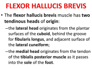 FLEXOR HALLUCIS BREVIS
• The flexor hallucis brevis muscle has two
tendinous heads of origin:
–the lateral head originates from the plantar
surfaces of the cuboid, behind the groove
for fibularis longus, and adjacent surface of
the lateral cuneiform;
–the medial head originates from the tendon
of the tibialis posterior muscle as it passes
into the sole of the foot.
 