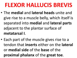 FLEXOR HALLUCIS BREVIS
• The medial and lateral heads unite and
give rise to a muscle belly, which itself is
separated into medial and lateral parts
adjacent to the plantar surface of
metatarsal I.
• Each part of the muscle gives rise to a
tendon that inserts either on the lateral
or medial side of the base of the
proximal phalanx of the great toe.
 