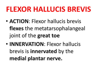 FLEXOR HALLUCIS BREVIS
• ACTION: Flexor hallucis brevis
flexes the metatarsophalangeal
joint of the great toe
• INNERVATION: Flexor hallucis
brevis is innervated by the
medial plantar nerve.
 