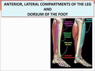 ANTERIOR, LATERAL COMPARTMENTS OF THE LEG
AND
DORSUM OF THE FOOT
 