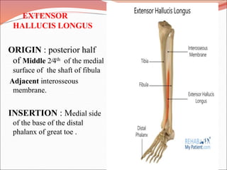 15- Front and lateral compartment of leg (1).ppt