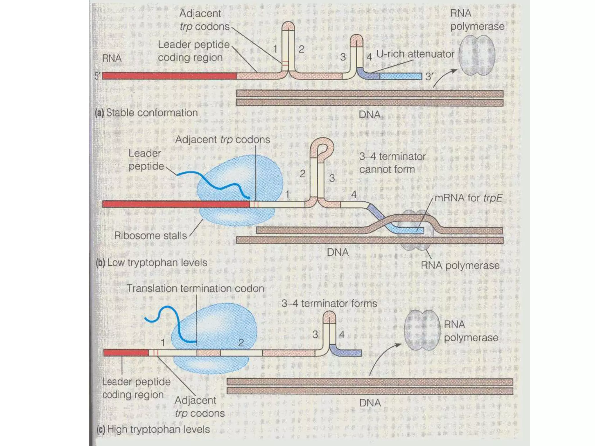 15-gene expression.ppt