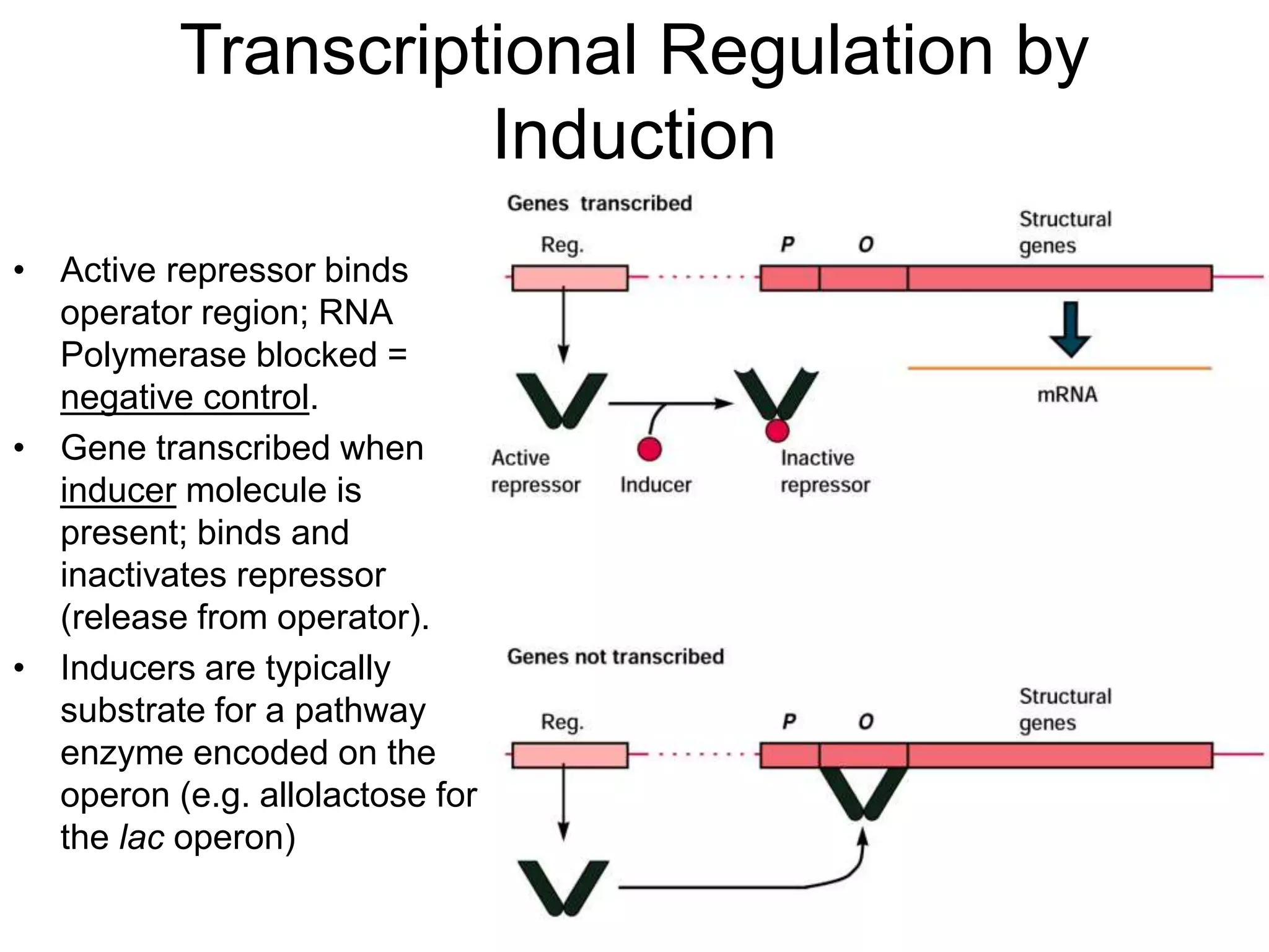 Transcriptional Regulation by
Induction
• Active repressor binds
operator region; RNA
Polymerase blocked =
negative control.
• Gene transcribed when
inducer molecule is
present; binds and
inactivates repressor
(release from operator).
• Inducers are typically
substrate for a pathway
enzyme encoded on the
operon (e.g. allolactose for
the lac operon)
 
