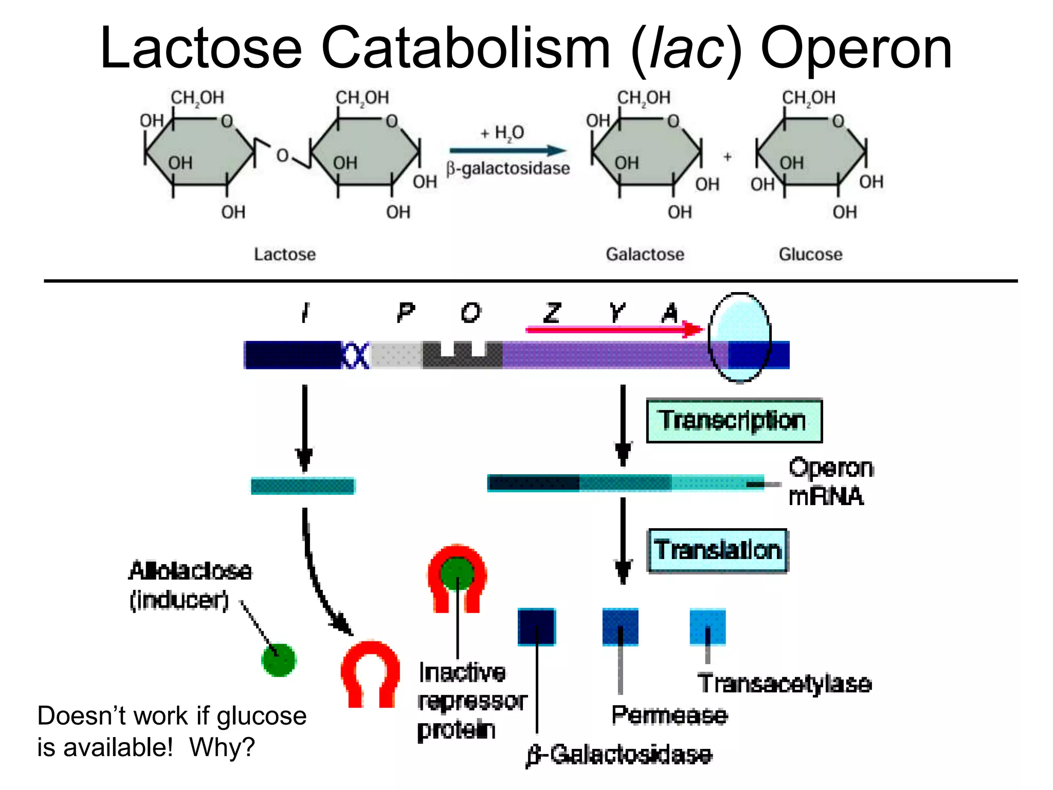 Lactose Catabolism (lac) Operon
Doesn’t work if glucose
is available! Why?
 