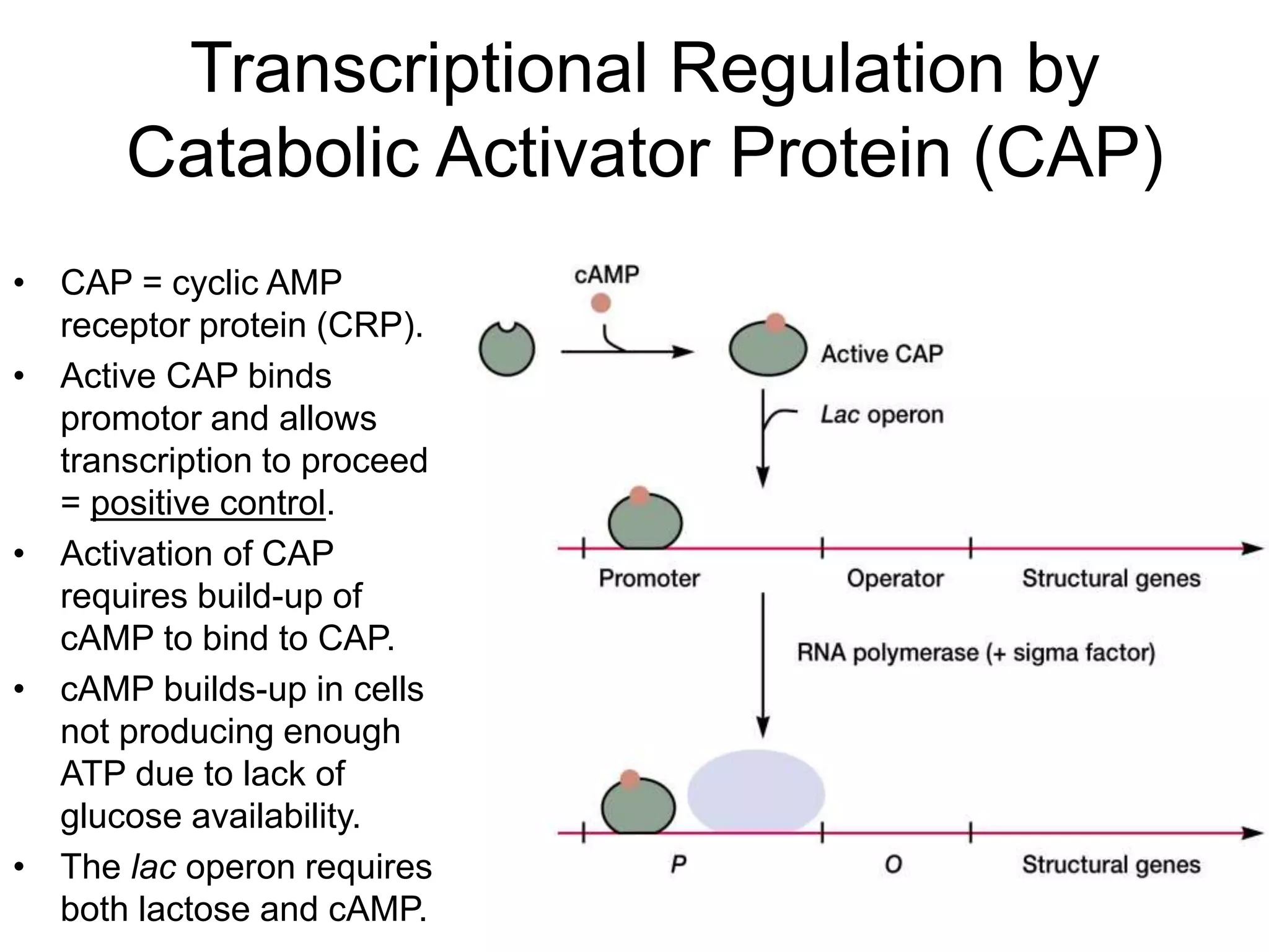 Transcriptional Regulation by
Catabolic Activator Protein (CAP)
• CAP = cyclic AMP
receptor protein (CRP).
• Active CAP binds
promotor and allows
transcription to proceed
= positive control.
• Activation of CAP
requires build-up of
cAMP to bind to CAP.
• cAMP builds-up in cells
not producing enough
ATP due to lack of
glucose availability.
• The lac operon requires
both lactose and cAMP.
 