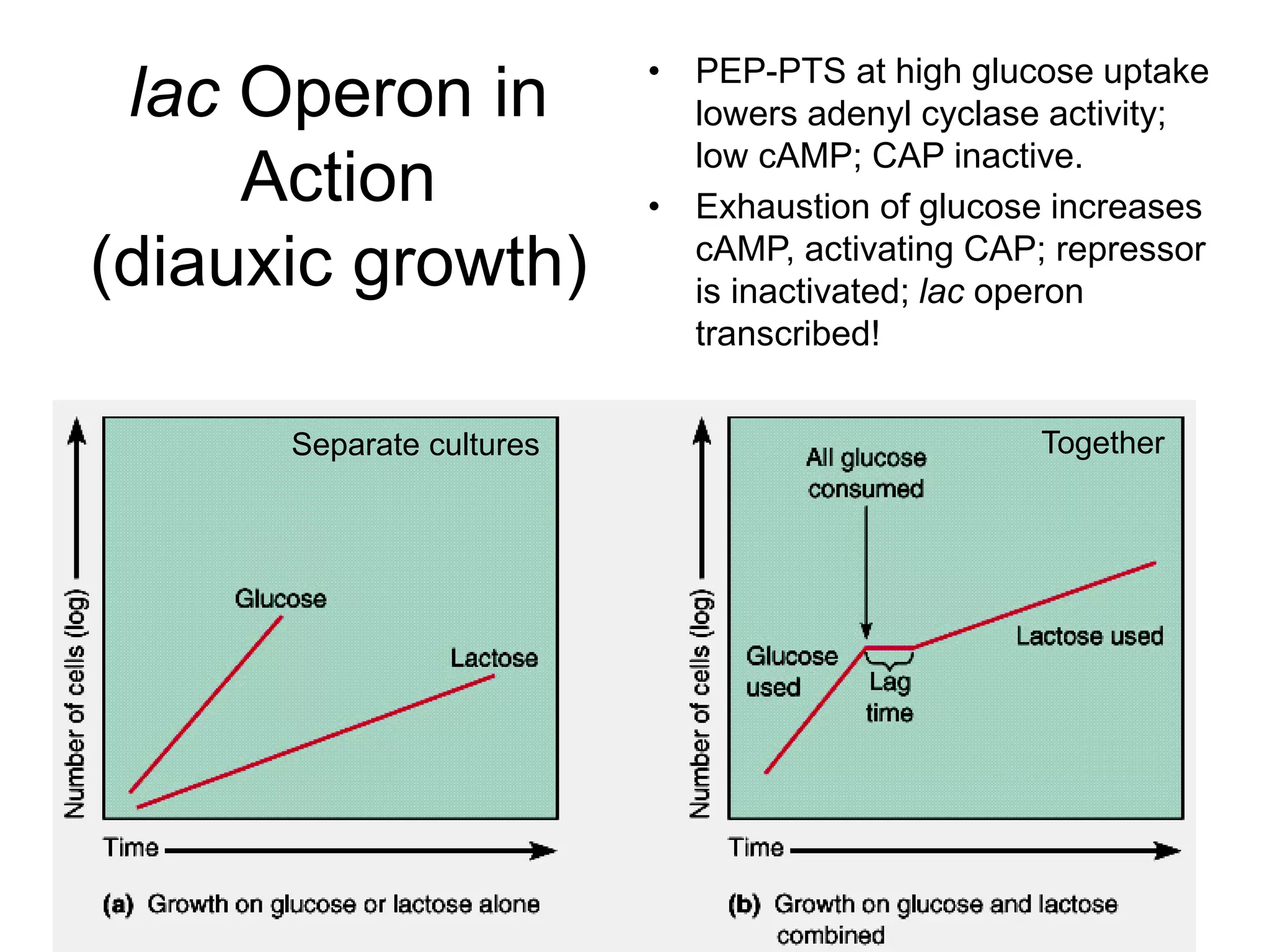 lac Operon in
Action
(diauxic growth)
• PEP-PTS at high glucose uptake
lowers adenyl cyclase activity;
low cAMP; CAP inactive.
• Exhaustion of glucose increases
cAMP, activating CAP; repressor
is inactivated; lac operon
transcribed!
Separate cultures Together
 