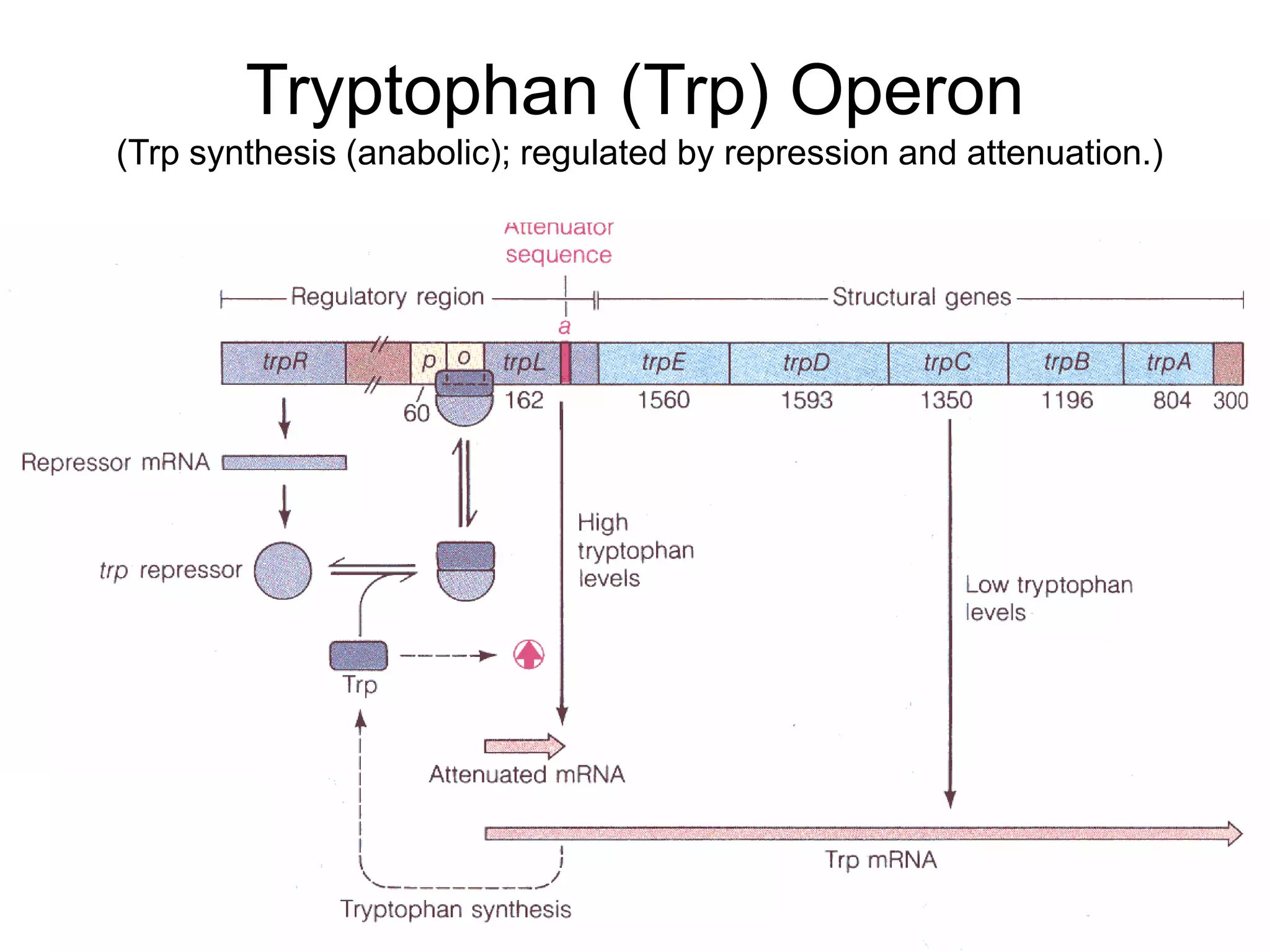 Tryptophan (Trp) Operon
(Trp synthesis (anabolic); regulated by repression and attenuation.)
 