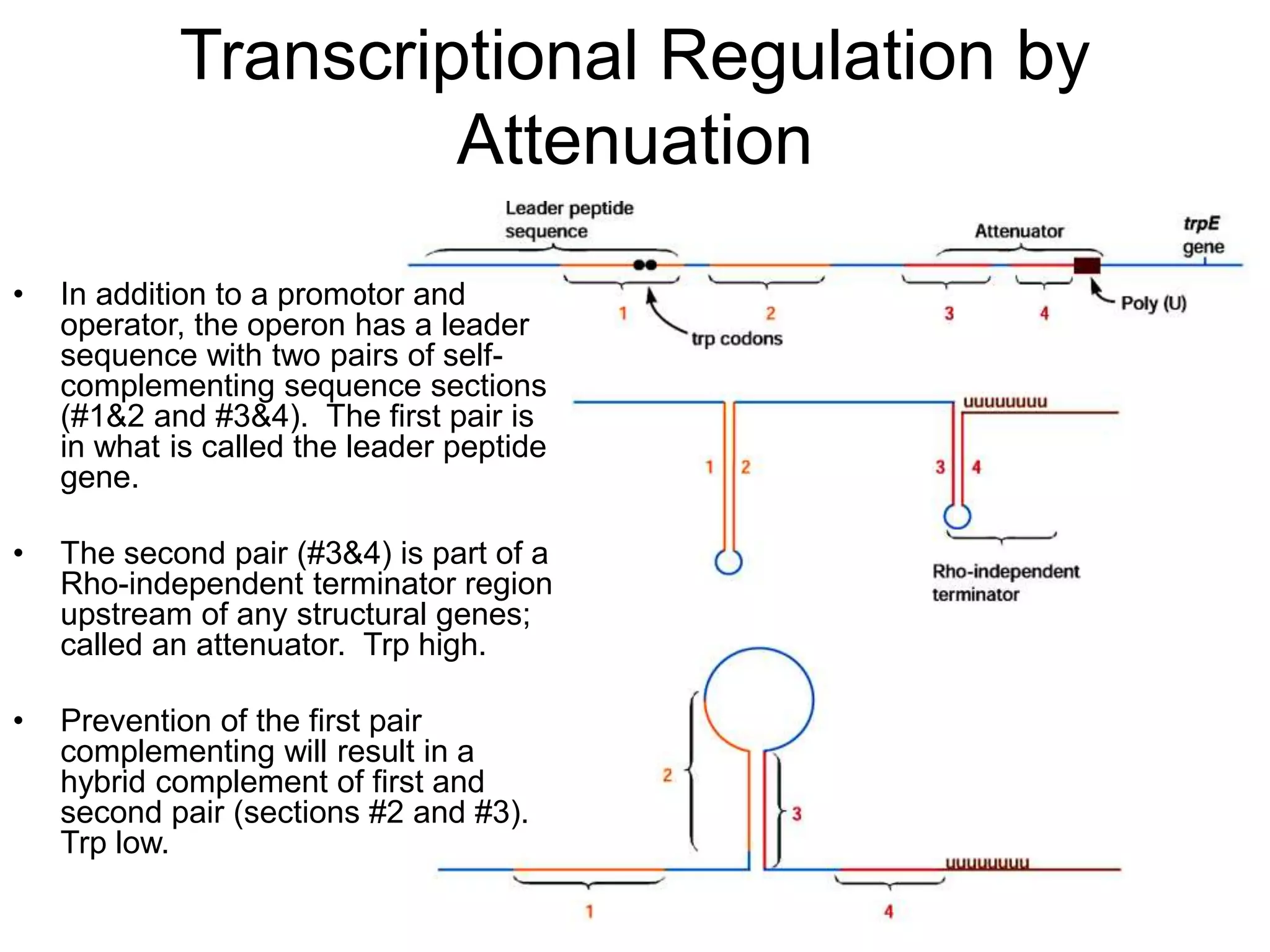 Transcriptional Regulation by
Attenuation
• In addition to a promotor and
operator, the operon has a leader
sequence with two pairs of self-
complementing sequence sections
(#1&2 and #3&4). The first pair is
in what is called the leader peptide
gene.
• The second pair (#3&4) is part of a
Rho-independent terminator region
upstream of any structural genes;
called an attenuator. Trp high.
• Prevention of the first pair
complementing will result in a
hybrid complement of first and
second pair (sections #2 and #3).
Trp low.
 