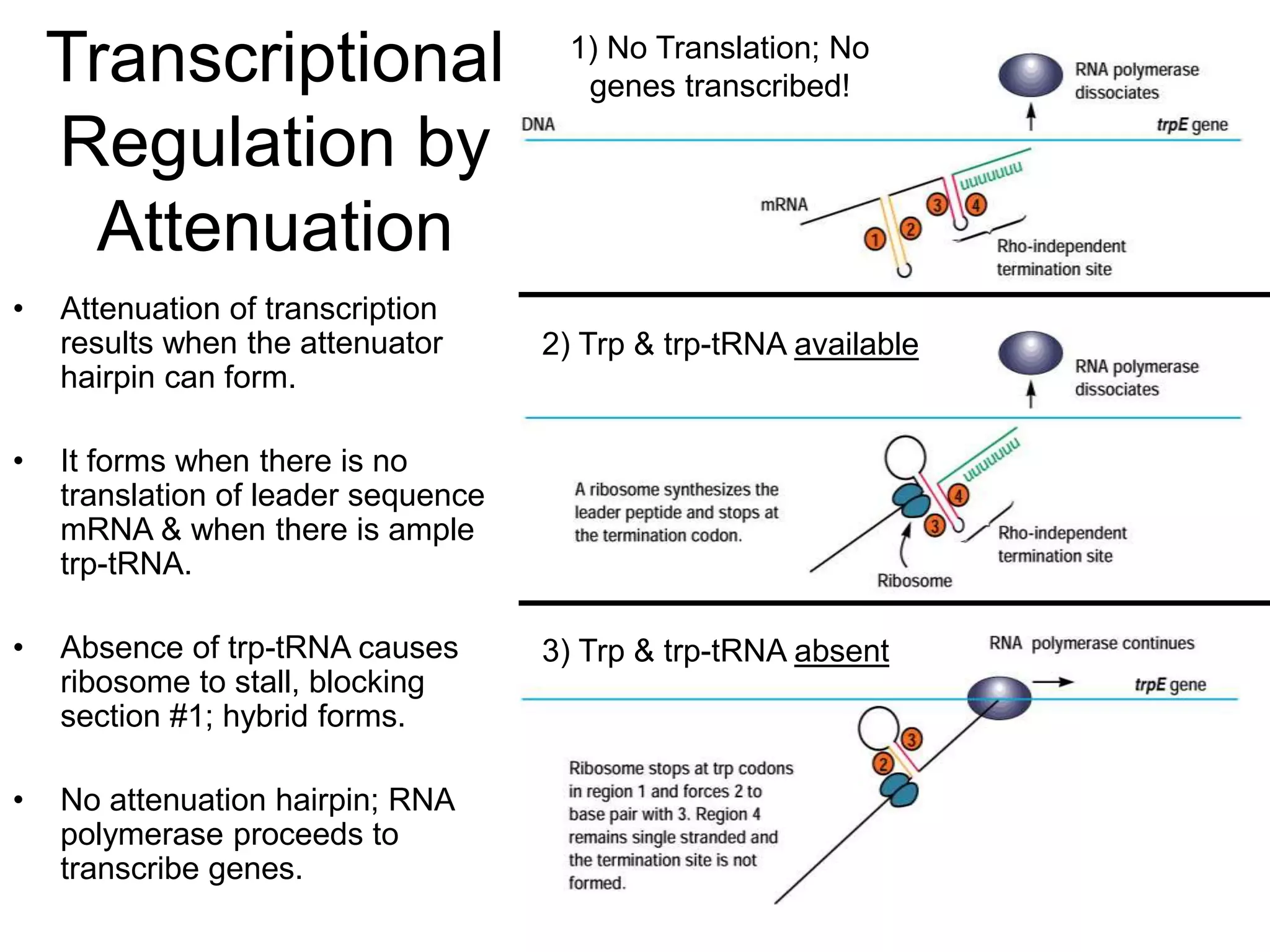 Transcriptional
Regulation by
Attenuation
• Attenuation of transcription
results when the attenuator
hairpin can form.
• It forms when there is no
translation of leader sequence
mRNA & when there is ample
trp-tRNA.
• Absence of trp-tRNA causes
ribosome to stall, blocking
section #1; hybrid forms.
• No attenuation hairpin; RNA
polymerase proceeds to
transcribe genes.
1) No Translation; No
genes transcribed!
2) Trp & trp-tRNA available
3) Trp & trp-tRNA absent
 