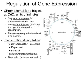 Regulation of Gene Expression
• Chromosomal Map begins
at OriC; units of minutes.
– Only structural genes for
enzymes are shown here.
– Their control regions (promoter
and operator) determine
transcription.
– The complete organizational unit
is an operon.
• Transcriptional regulation:
– Negative Control by Repressors
• Repression
• Induction
– Positive Control by Activators
– Attenuation (involves translation)
 