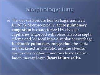  The cut surfaces are hemorrhagic and wet.
LUNGS: Microscopically, acute pulmonary
congestion is characterized by alveolar
capillaries engorged with blood,alveolar septal
edema and/or focal intra-alveolar hemorrhage.
In chronic pulmonary congestion, the septa
are thickened and fibrotic, and the alveolar
spaces may contain numerous hemosiderin-
laden macrophages (heart failure cells).
 