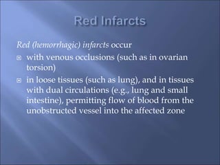 Red (hemorrhagic) infarcts occur
 with venous occlusions (such as in ovarian
torsion)
 in loose tissues (such as lung), and in tissues
with dual circulations (e.g., lung and small
intestine), permitting flow of blood from the
unobstructed vessel into the affected zone
 