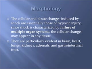  The cellular and tissue changes induced by
shock are essentially those of hypoxic injury,
since shock is characterized by failure of
multiple organ systems, the cellular changes
may appear in any tissue.
 They are particularly evident in brain, heart,
lungs, kidneys, adrenals, and gastrointestinal
tract.
 