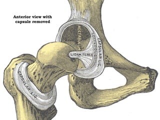 Anterior view with
capsule removed

 