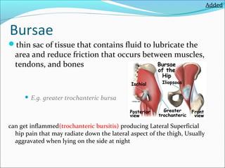 Added

Bursae
thin sac of tissue that contains fluid to lubricate the

area and reduce friction that occurs between muscles,
tendons, and bones



E.g. greater trochanteric bursa

can get inflammed(trochanteric bursitis) producing Lateral Superficial
hip pain that may radiate down the lateral aspect of the thigh, Usually
aggravated when lying on the side at night

 