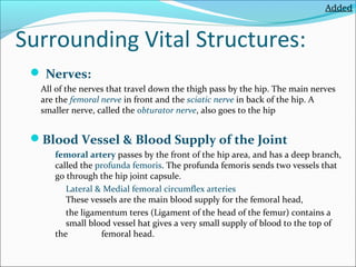 Added

Surrounding Vital Structures:
 Nerves:
All of the nerves that travel down the thigh pass by the hip. The main nerves
are the femoral nerve in front and the sciatic nerve in back of the hip. A
smaller nerve, called the obturator nerve, also goes to the hip

Blood Vessel & Blood Supply of the Joint
femoral artery passes by the front of the hip area, and has a deep branch,
called the profunda femoris. The profunda femoris sends two vessels that
go through the hip joint capsule.
Lateral & Medial femoral circumflex arteries
These vessels are the main blood supply for the femoral head,
the ligamentum teres (Ligament of the head of the femur) contains a
small blood vessel hat gives a very small supply of blood to the top of
the
femoral head.

 