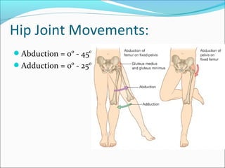 Hip Joint Movements:
Abduction = 0º - 45º
Adduction = 0º - 25º

 