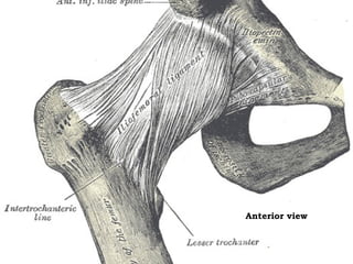 Anterior view

 