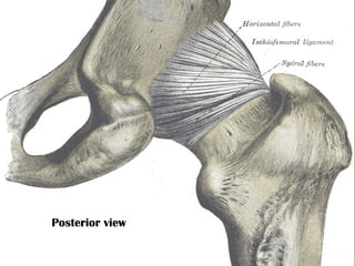 Posterior view

 