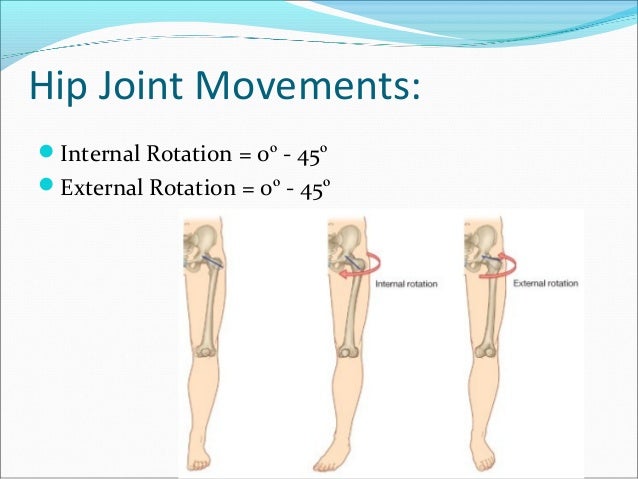hip joint