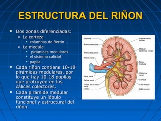 15 Histologia Del Sist Urinario | PPT