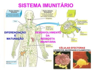 SISTEMA IMUNITÁRIO CÉLULAS EFECTORAS (LEUCÓCITOS, MACRÓFAGOS E PLASMÓCITOS ) DIFERENCIAÇÃO E MATURAÇÃO DESENVOLVIMENTO DA  RESPOSTA  IMUNITÁRIA 