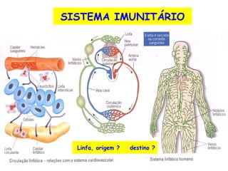 Linfa, origem ? destino ? SISTEMA IMUNITÁRIO 