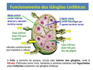 A  linfa , a caminho do sangue, circula pelo  interior dos gânglios , onde  é   filtrada . Partículas como vírus, bactérias e resíduos celulares são  fagocitadas  pelos  linfócitos  existentes nos gânglios linfáticos.  Funcionamento dos Gânglios Linfáticos válvulas unidireccionais  que impedem o refluxo 