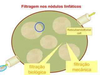 Filtragem nos nódulos linfáticos filtração mecânica filtração biológica Reticuloendothelial cell 