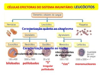 CÉLULAS EFECTORAS DO SISTEMA IMUNITÁRIO:  LEUCÓCITOS   bilobados   polilobados   “ S” irregular polilobado   “ rim” Caracterização quanto ao núcleo  Caracterização quanto ao citoplasma  circulantes de vida curta  não-circulantes  de vida longa mononucleares 
