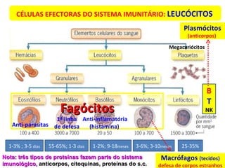 B T NK 1-3% ; 3-5  dias 55-65%; 1-3  dias 1-2%; 9-18 meses 3-6%; 3-10 meses 25-35% Fagócitos CÉLULAS EFECTORAS DO SISTEMA IMUNITÁRIO:  LEUCÓCITOS   Macrófagos  (tecidos) defesa de corpos estranhos Plasmócitos (anticorpos)  Anti-parasitas  1ª linha  de defesa  Anti-inflamatória (histamina)  Megacariócitos   Nota: três tipos de proteínas fazem parte do sistema imunológico,  anticorpos, citoquinas, proteínas do s.c.  