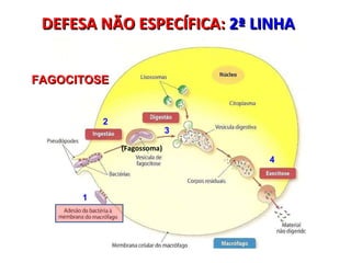 FAGOCITOSE   DEFESA NÃO ESPECÍFICA:  2ª LINHA 1 2 3 4 (Fagossoma) 