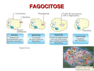 FAGOCITOSE  