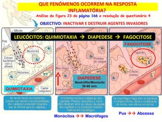 QUE FENÓMENOS OCORREM NA RESPOSTA INFLAMATÓRIA?  Análise da figura 23 da  página 166  e resolução de questionário 4 OBJECTIVO:  INACTIVAR E DESTRUIR AGENTES INVASORES QUIMIOTAXIA DIAPEDESE   Neutrófilo/Monócito 30-60 min. FAGOCITOSE LEUCÓCITOS: QUIMIOTAXIA     DIAPEDESE     FAGOCITOSE Monócitos     Macrófagos  Pus     Abcesso 