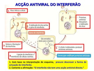 ACÇÃO ANTIVIRAL DO INTERFERÃO 1. Com base na interpretação do esquema,  procure descrever a forma de actuação do interferão. 2. Comente a afirmação:  “O interferão não tem uma acção antiviral directa.” 2 3 4 5 6 1 