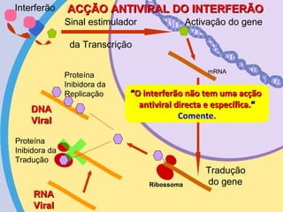 Interferão Ribossoma RNA  Viral  DNA  Viral  Proteína  Inibidora da Replicação Proteína  Inibidora da Tradução  ACÇÃO ANTIVIRAL DO INTERFERÃO “ O interferão não tem uma acção  antiviral directa e específica. ” Comente. Sinal   estimulador da  Transcrição Activação  do gene mRNA Tradução do gene 